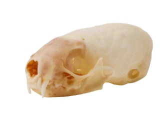 Ermine Skull 