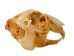 Jack Rabbit Skull - 15-231 (Y2JC08)