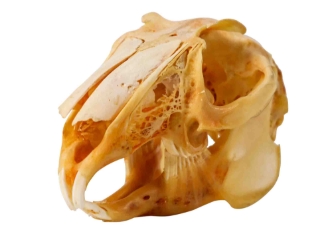 Jack Rabbit Skull 
