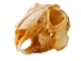 Jack Rabbit Skull - 15-231 (Y2JC08)