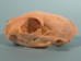 Cat Skull (domesticated house cat) - 15-235-AS