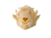 Leschenault's Rousette Fruit Bat Skull - 15-253-10 (Y2DC02)