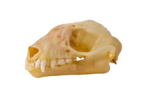 Leschenault's Rousette Fruit Bat Skull Leschenault Rousette Bat Skull