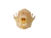 Greater Short-Nosed Fruit Bat Skull - 15-253-11 (Y2DC02)