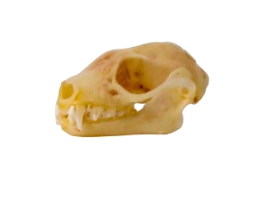 Greater Short-Nosed Fruit Bat Skull 