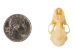 Diadem Leaf-Nosed Bat Skull - 15-253-12 (Y2DC02)