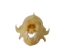 Diadem Leaf-Nosed Bat Skull - 15-253-12 (Y2DC02)
