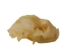 Diadem Leaf-Nosed Bat Skull - 15-253-12 (Y2DC02)