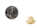 Diadem Leaf-Nosed Bat Skull - 15-253-12 (Y2DC02)