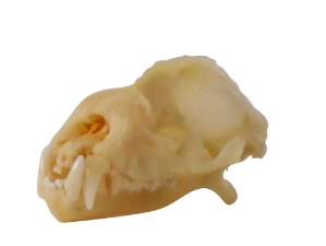 Diadem Leaf-Nosed Bat Skull 