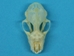 Diadem Leaf-Nosed Bat Skull - 15-253-12 (Y2J)