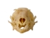 Cave Nectar Bat Skull - 15-253-13 (Y2DC02)