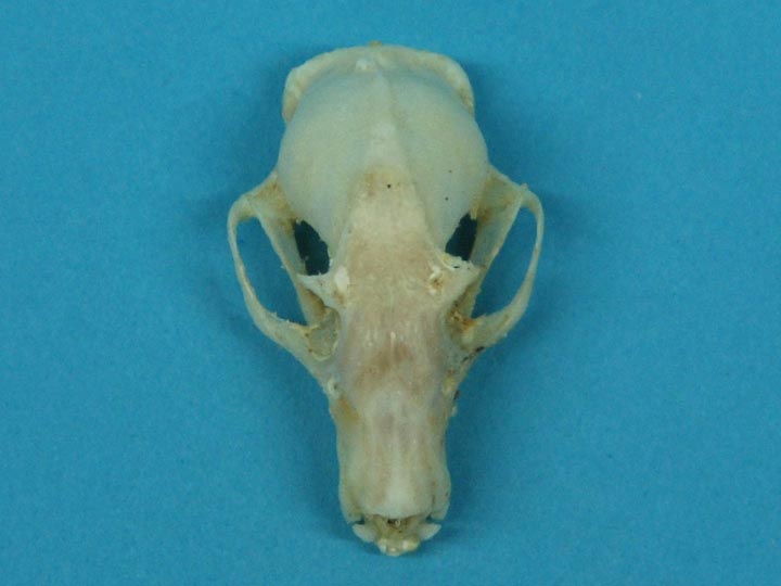 Cave Nectar Bat Skull 