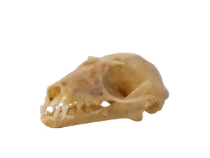 Cave Nectar Bat Skull 
