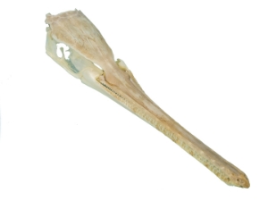 Gar Skull: Small: Assorted 