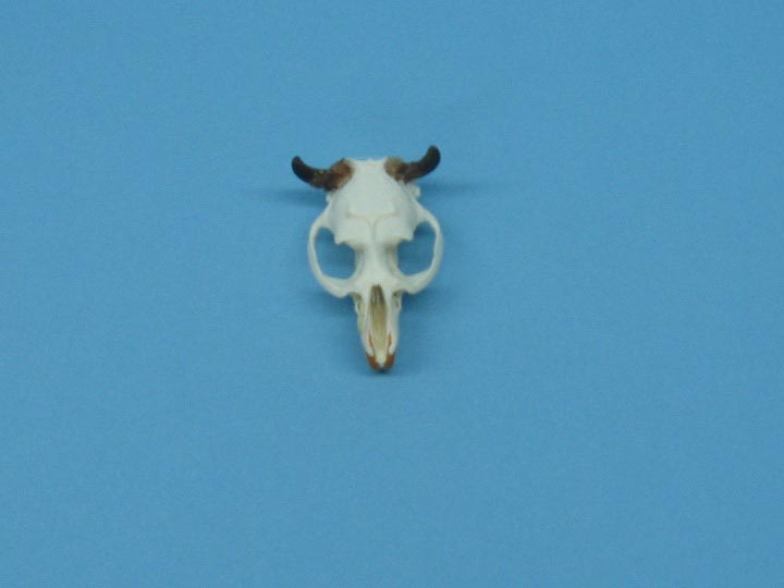 Mini "Buffalo" Skull using muskrat top and coyote claws 
