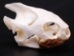 Red Ear Turtle Skull - 15-261 (Y1MC15)
