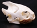 Red Ear Turtle Skull - 15-261 (Y1M)