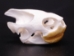 Red Ear Turtle Skull - 15-261 (Y1MC15)
