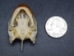 River Cooter Turtle Skull - 15-266 (Y1JC06)