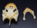 River Cooter Turtle Skull - 15-266 (Y1JC06)
