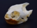 River Cooter Turtle Skull - 15-266 (Y1JC06)