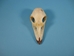 Emu Skull - 15-301 (Y2J)