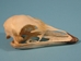 Emu Skull - 15-301 (Y2J)