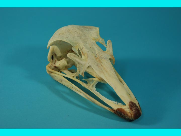 Ostrich Skull 
