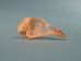 Ringneck Pheasant Skull - 15-303 (Y2JC08)