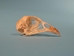 Ringneck Pheasant Skull - 15-303 (Y2J)