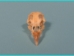 Ringneck Pheasant Skull - 15-303 (Y2JC08)