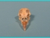 Ringneck Pheasant Skull - 15-303 (Y2J)