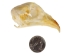 Chicken Skull - 15-305 (Y1XC01)