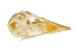 Chicken Skull - 15-305 (Y1XC01)