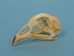 Chicken Skull - 15-305 (F9)