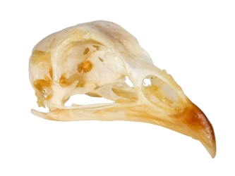 Chicken Skull 