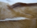 Springbok Skin: #1: Assorted - 155-1-AS (Y1LRL)