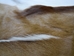 Springbok Skin: #1: Assorted - 155-1-AS (Y1E)