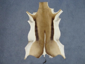 Springbok Skin: #2: Grade A: Assorted 