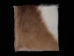 Springbok Skin Project Piece: 2" x 2" - 155-PP-0202 (Y2PRE)