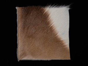Springbok Skin Project Piece: 2" x 2" 