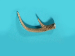 Deer Antler: 2-Point 