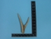 Mule Deer Antler: 2-point - 158-2M (Y1JC01)