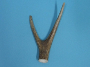 Mule Deer Antler: 2-point 