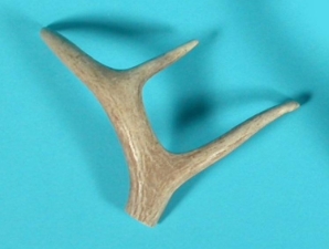 Deer Antler: 3-Point 