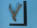 Mule Deer Antler: 3-point - 158-3M (Y1JC01)
