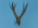 Mule Deer Antler: 3-point - 158-3M (Y1JC01)