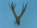 Mule Deer Antler: 3-point - 158-3M (Y1J)