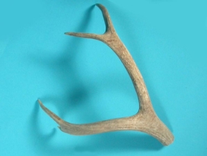 Deer Antler: 4-Point 